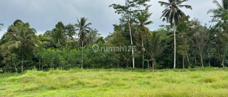 Pasti Closing Di Jual Tanah Lokasi Pejeng Kangin Ubud Gianyar 1