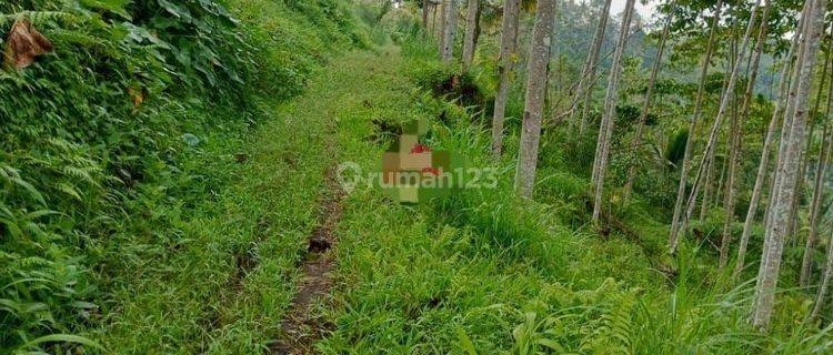 Land for sale in Pelaga location  1