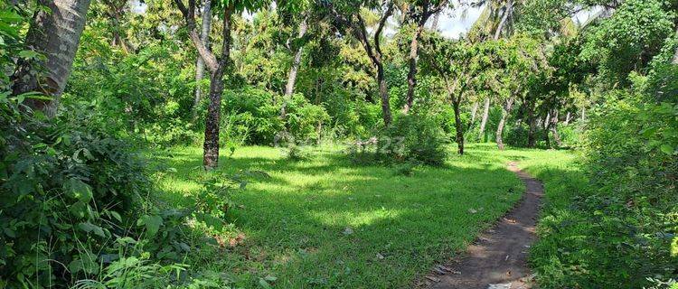 Tanah Jual Lokasi Tejakula 1
