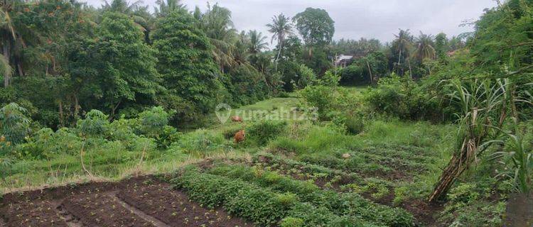 Tanah Cocok Untuk Investasi Di Batuan Gianyar S7916 1