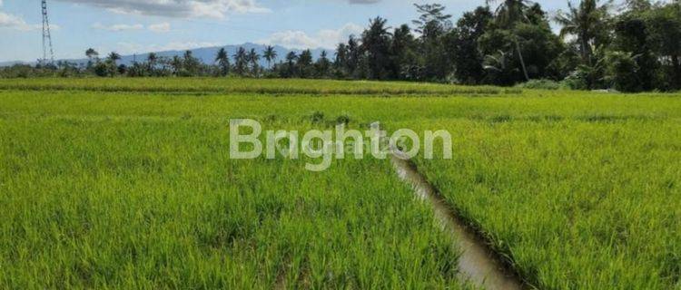 TANAH SAWAH BOJONG - MUNGKID - MAGELANG - JAWA TENGAH 1