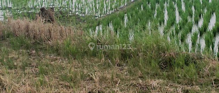 Tanah dijual di Sanca Gantar Subang Indramayu 1