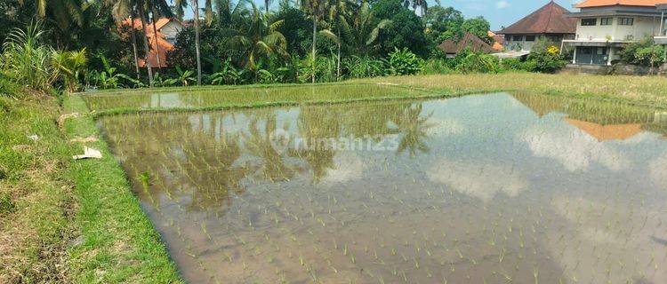 Disewakan tanah lokasi bisma ubud gianyar bali 1