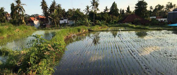 Disewakan tanah view sawah lokasi tembongkang singakerta ubud 1