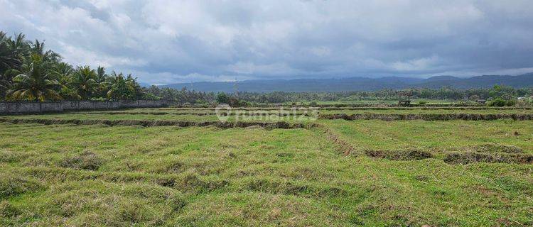 Dijual Tanah Los Pantai Lokasi Pangyangan Pekutatan Jembrana Bali 1