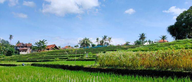 Dijual tanah los sungai lokasi nyanyi tabanan bali 1