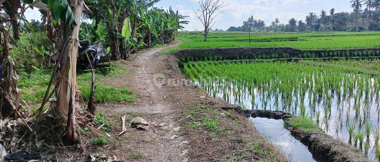 Dijual tanah lokasi kelating kerambitan tabanan bali 1