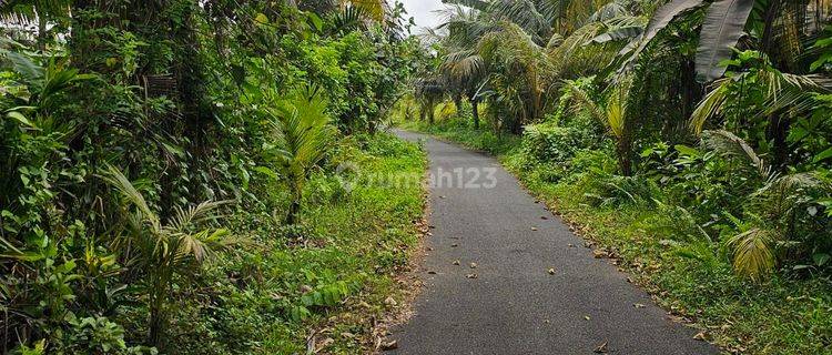 Dijual Tanah Los Pantai Lokasi Pekutatan Jemberana Bali 1