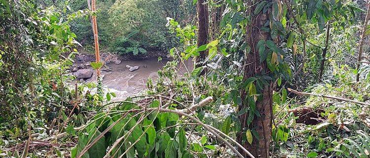 Dijual Tanah Los Sungai Ayung Lokasi Semana Mambal Abiansemal 1