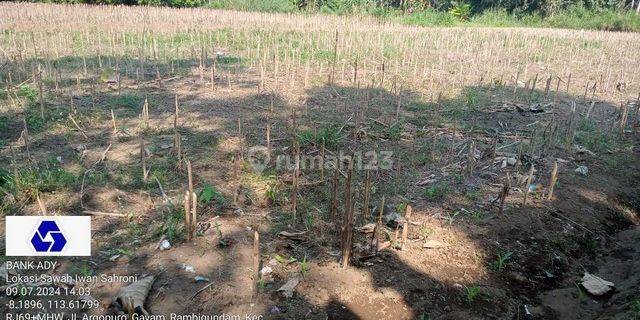 TANAH RAMBIGUNDAM JEMBER 88135 1