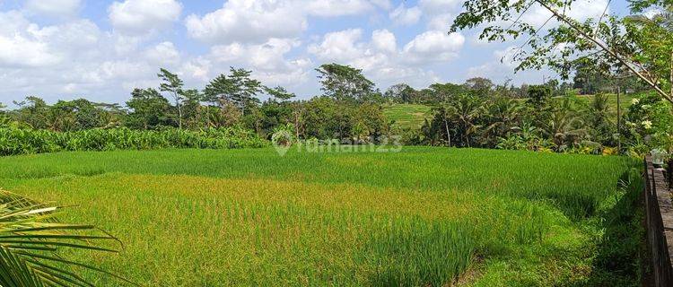 LAND WITH RICE FIELD VIEW IN MENGWI EV 1