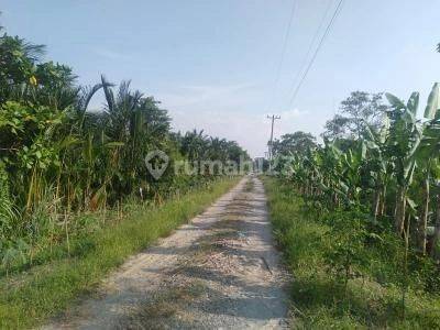 Tanah 2 Hectare Murah di Jalan Bandara Kuala Namu Deli Serdang 1