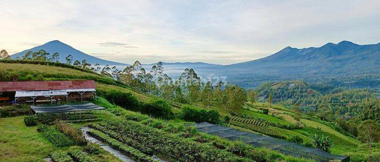 Tanah Dengan Kebun Dan Peternakan di Kamojang Garut 1