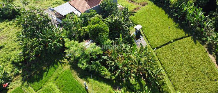 GOOD LAND FOR VILLA, VIEW OF FIELDS AND RIVER NEAR CANGGU 1