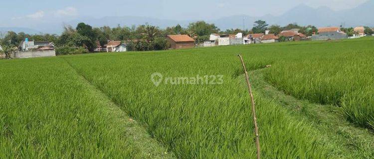 Dijual 4 Bidang Sawah Ciparay  1