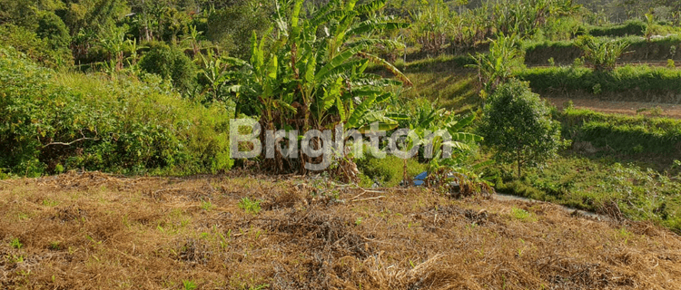 TANAH PANCASARI BEDUGUL 1