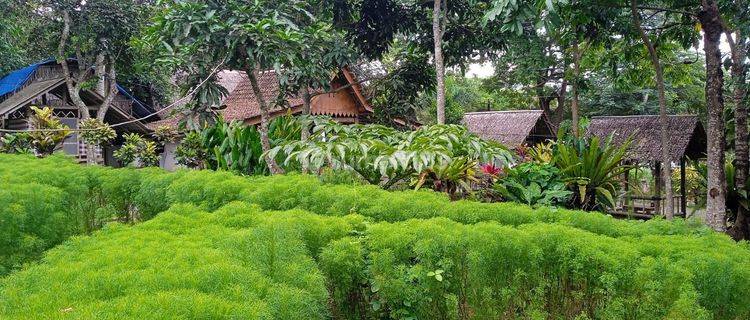 Tanah Dekat Jalur Domestik, Dekat Wisata Kawah Ijen 1