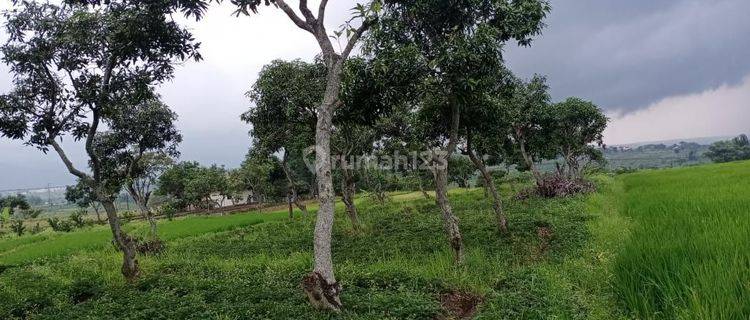 Tanah Di Pacet Mojokerto Dekat Kampus 0 Jalan Raya Padat Penduduk 1