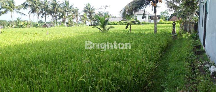 UBUD Land Plot (CENTRAL Ubud) Gianyar, BALI 1