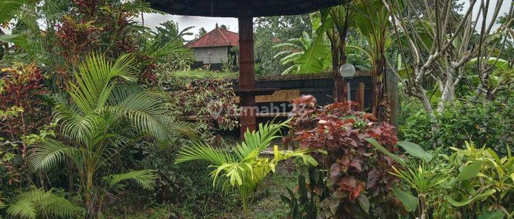 Hot List Top Urgent Termurah Di Kelasnya Di Jual Rumah Semi Villa View Hutan Dan Sungai Lokasi Sading Sempidi Mengwi 1