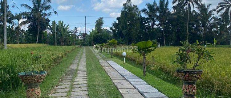 Hot List Top Urgent Termurah Di Kelasnya Di Jual Global Villa Complex Terdiri Dari 3 Unit Villa View Sawah Loss Sungai Lokasi Marga Tabanan 1