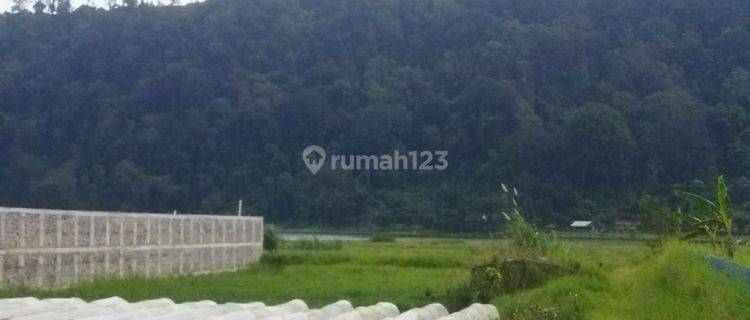 PASTI DEAL DI JUAL TANAH LOSS DANAU BUYAN VIEW DANAU LOKASI PANCASARI SUKASADA BULELENG 1