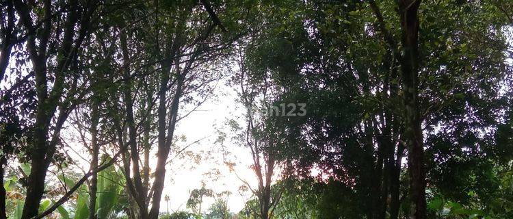 PASTI DEAL DI JUAL TANAH LOKASI GESING BANJAR BULELENG 1