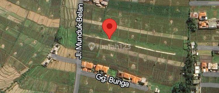 FOR RENT LAND CEMAGI SESEH 2,7ARE 250MILLIONS PER ARE PER YEAR  1