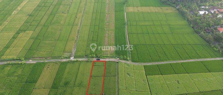 Tanah 15 Are di Pasut Kerambitan Tabanan Bali , View Sawah  1