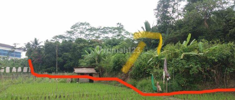 Tanah Kebon Sebelahan Dengan Stain Sukawana 1