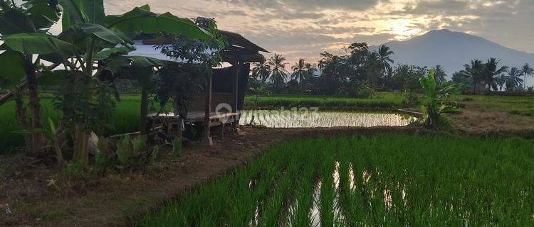 Tanah Sawah Produktif Cimanuk Labuan Nego Sampai Deal 1