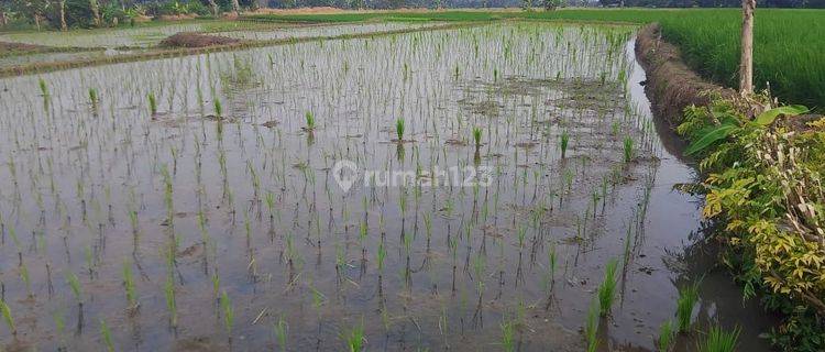 Tanah Sawah Produktif Cimanuk Labuan Harga Miring 1