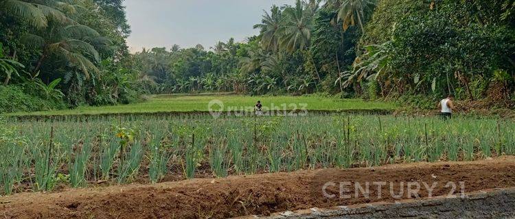 Tanah Sawah Produktif Harga Miring Nego Halus 1