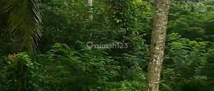 SURE DEAL FOR SALE LAND VIEW HUTAN LOCATION PAYANGAN KELUSA UBUD GIANYAR 
 1