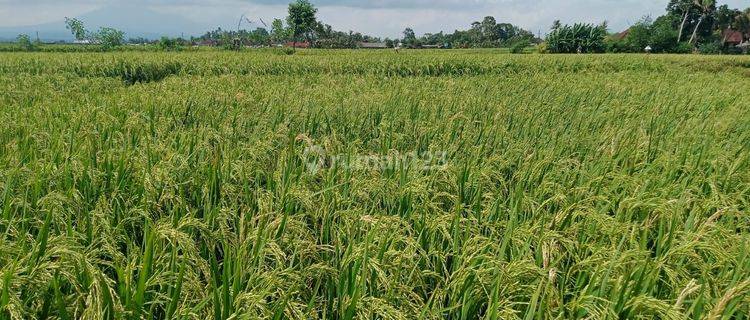 PASTI DEAL DI JUAL TANAH LOKASI KELATING KERAMBITAN TABANAN  1