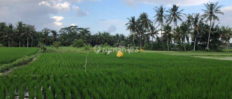 SURE DEAL FOR SALE LAND VIEW SAHAH LOCATION SINGAPADU GIANYAR 1