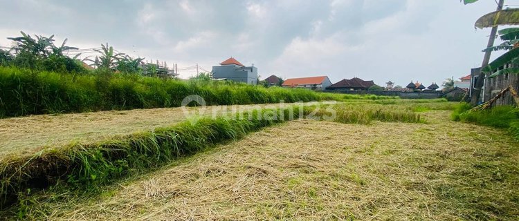 Tanah 1830 m2 Disewakan atau Dijual Cemagi, Badung 1