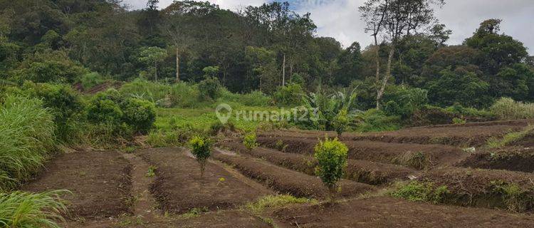 Tanah Perkebunan Dekat Danau Tamblingan Dan Kawasan Wisata Munduk Bali - Disekitar Lokasi Sudah Banyak Villa 1