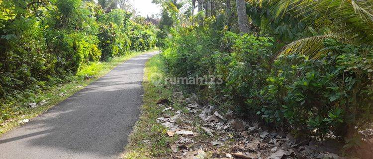 Garden land filled with teak trees on the side of the main road in Yehembang Jembrana Bali 1