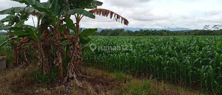 Tanah 19,7 Ha di Jl Mistar Cokrokusumo Banjar Baru Kalimantan Selatan 1