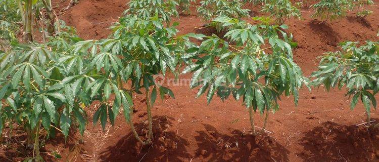 Dijual Lahan Kosong Murah Di Cimanggung Sumedang Jawa Barat 1