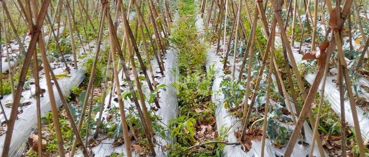 Beli Tanah Di Dago Bandung SHM Bisa Cuan Dengan Rajin Berkebun 1