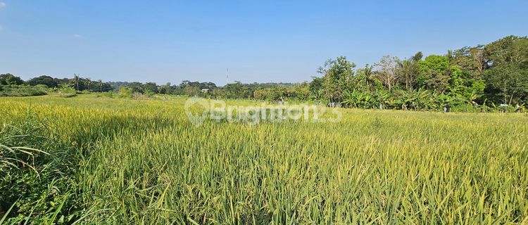 Rice Fields for Long-Term Investment in Gunung Pati 1
