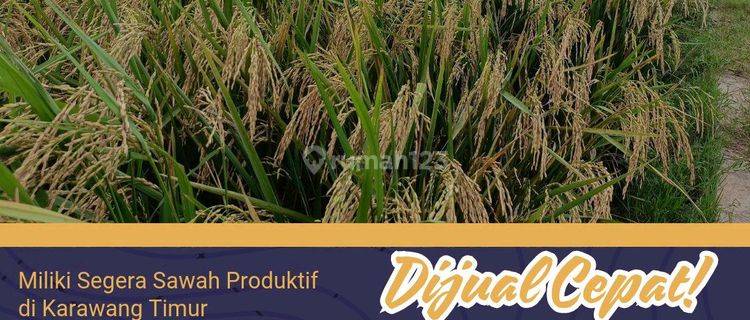 Dijual Sawah Produktif Luas 1 Hektar Murah Rp 65 Ribu/m Di Karawang Timur 1