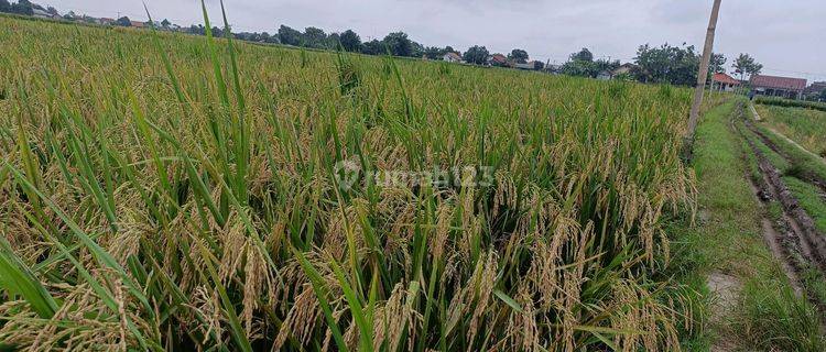 Sawah Produktif Luas 1 Hektar Dijual Murah Rp 65 Ribu/m Di Karawang  1