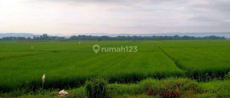 Jual Tanah Sawah Produktif Dempelrejo Ngampel Kendal 1