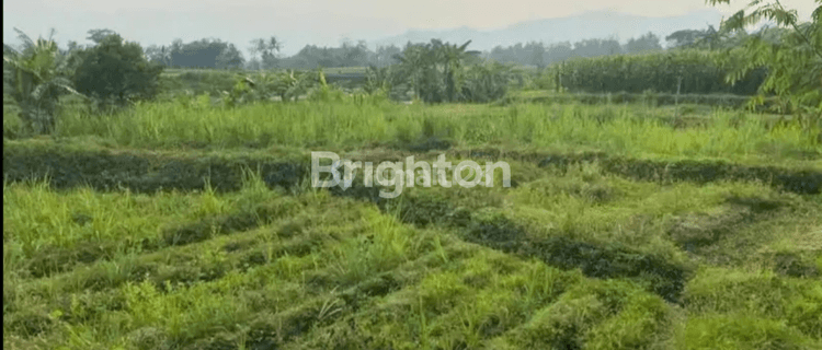 Tanah sawah masih produktif, desa Brumbung-Kediri 1