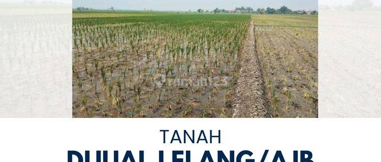 Tanah Murah Dijual di Kandanghaur, Indramayu 1