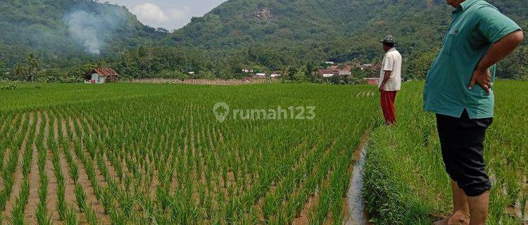 Bu Jual Sawah di Tegal Panjang Cireunghas Sukabumi Jawa Barat 1