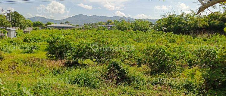 Tanah Murah Lokasi Strategis Karanganyar Kebumen Gmk02947 1